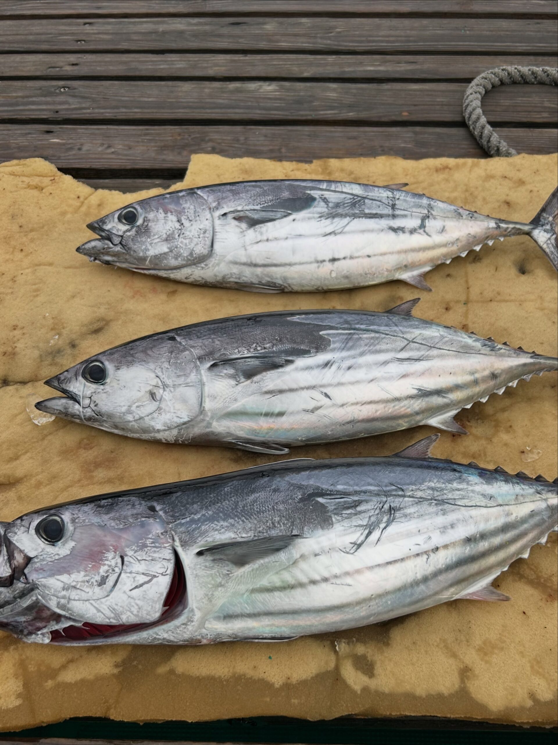 キハダマグロキャスティング便