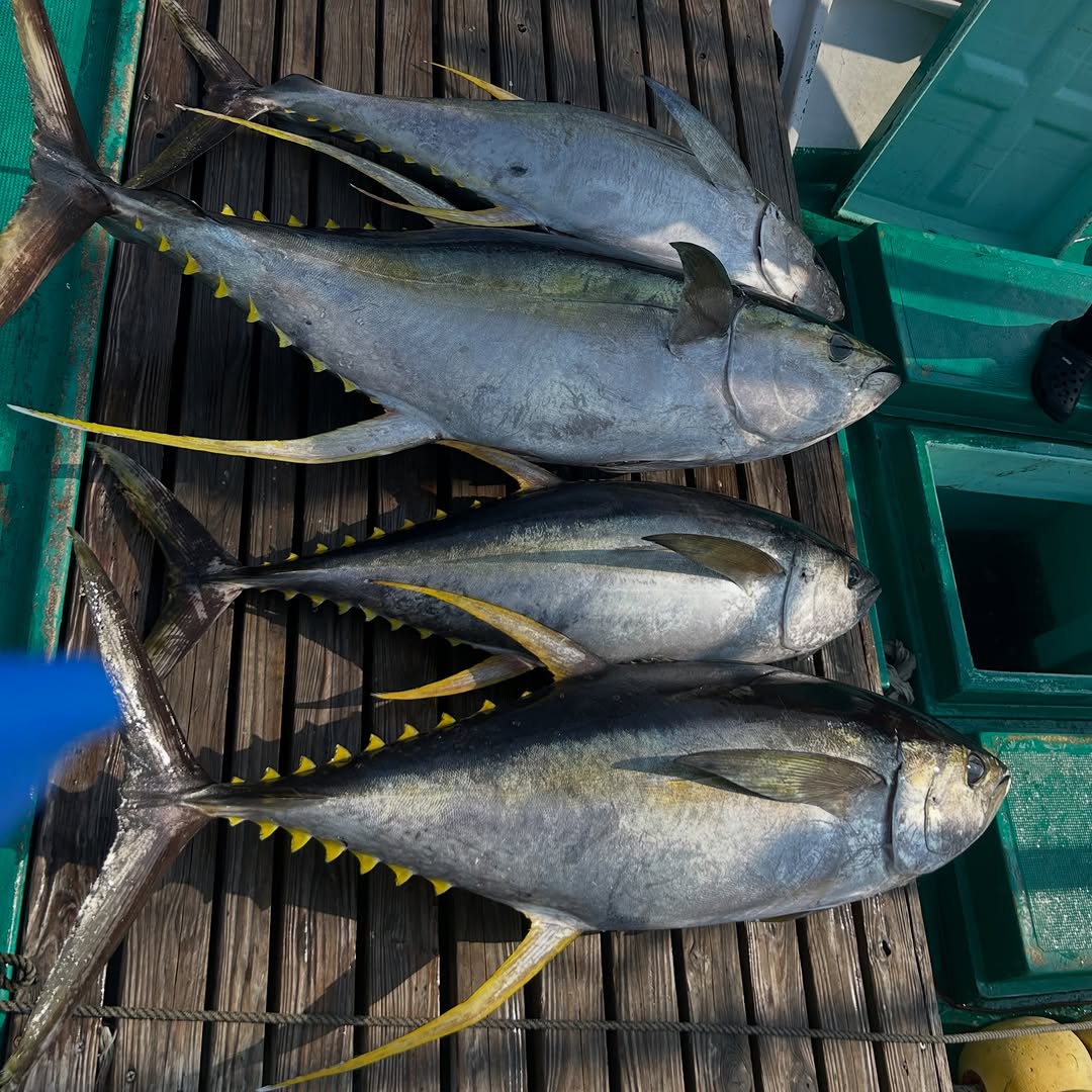 キハダマグロキャスティング便