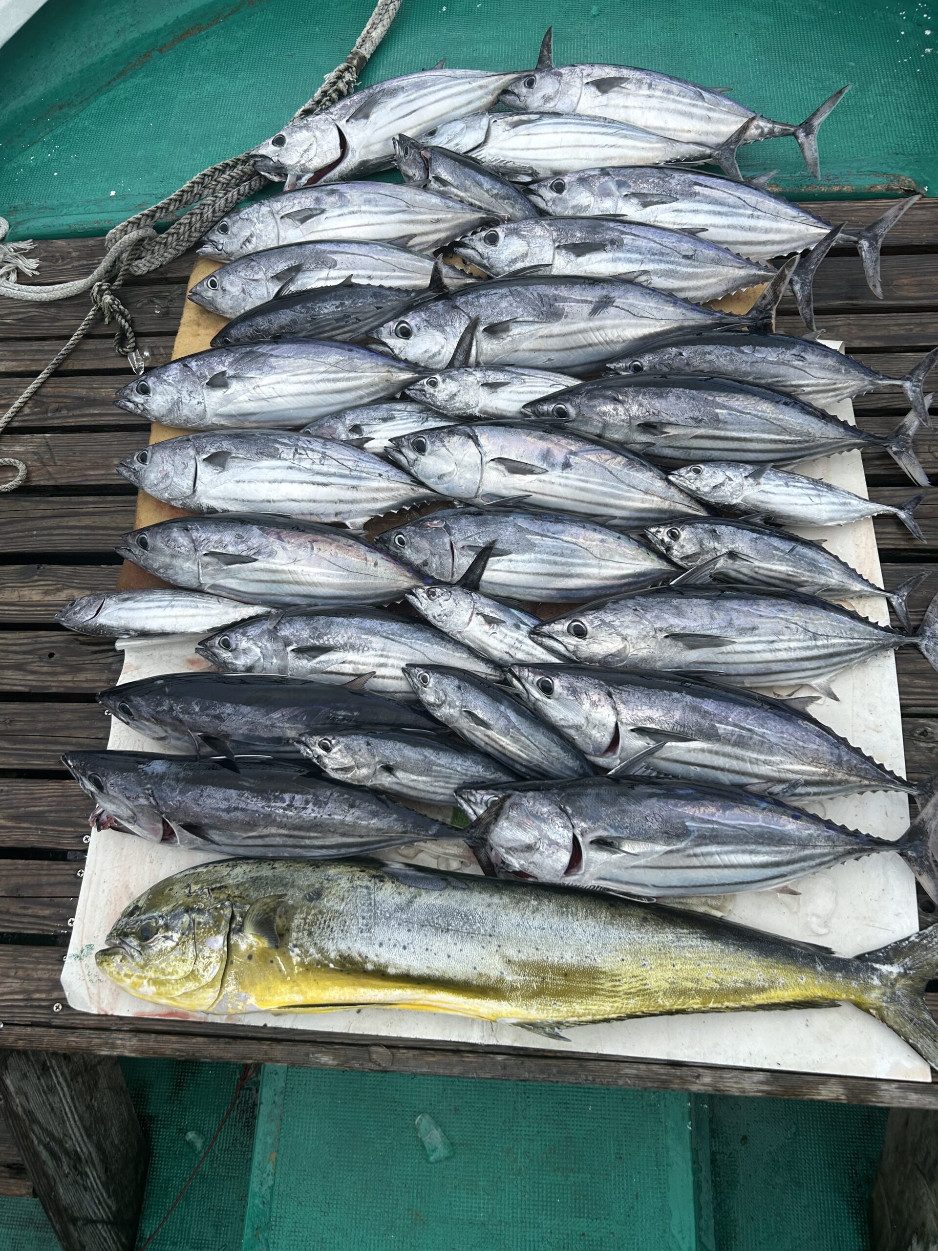 ほぼパヤオ便に